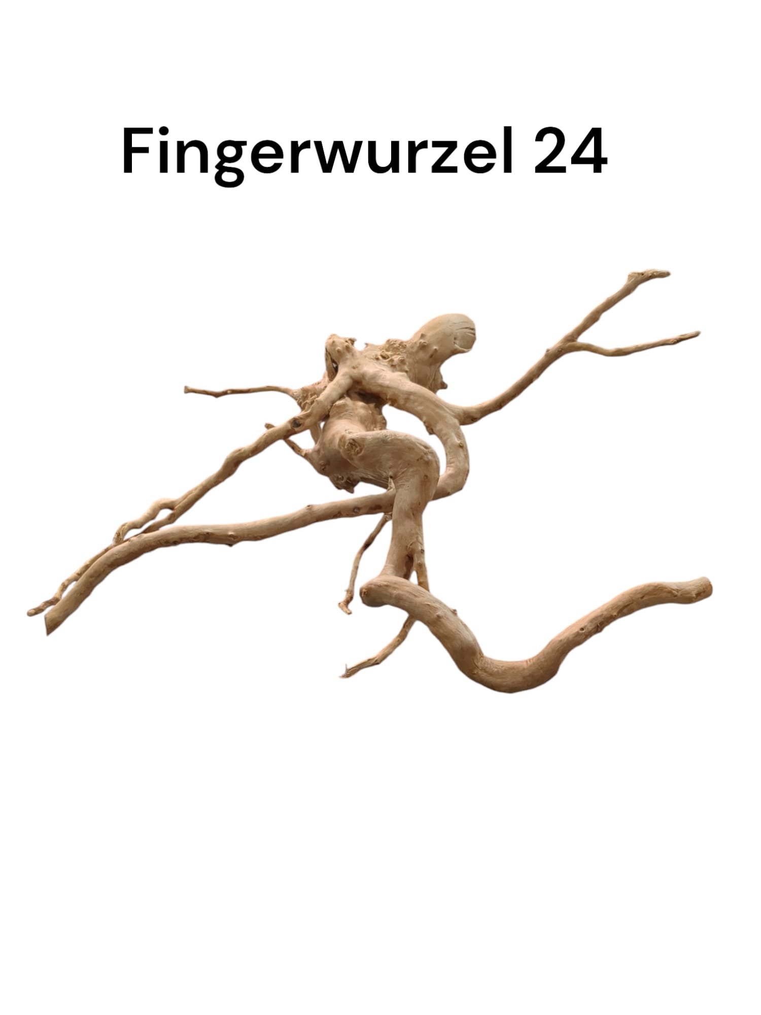 Fingerwurzel Nr. 24